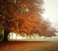 pic for carpet of leaves 1080x960